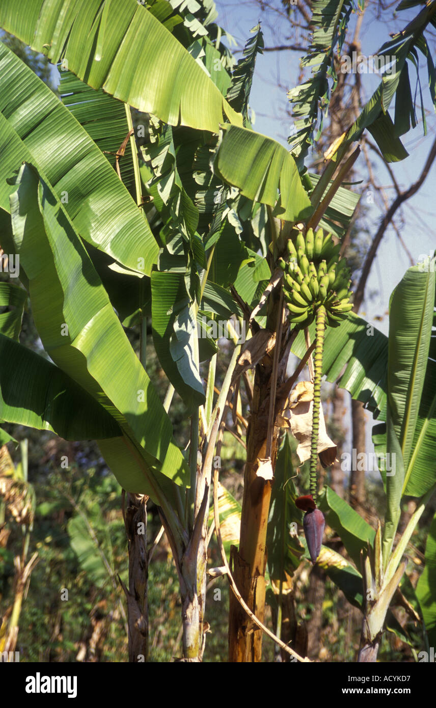 Fiore e frutto di banane nel distretto di Meru Kenya Africa orientale Foto Stock