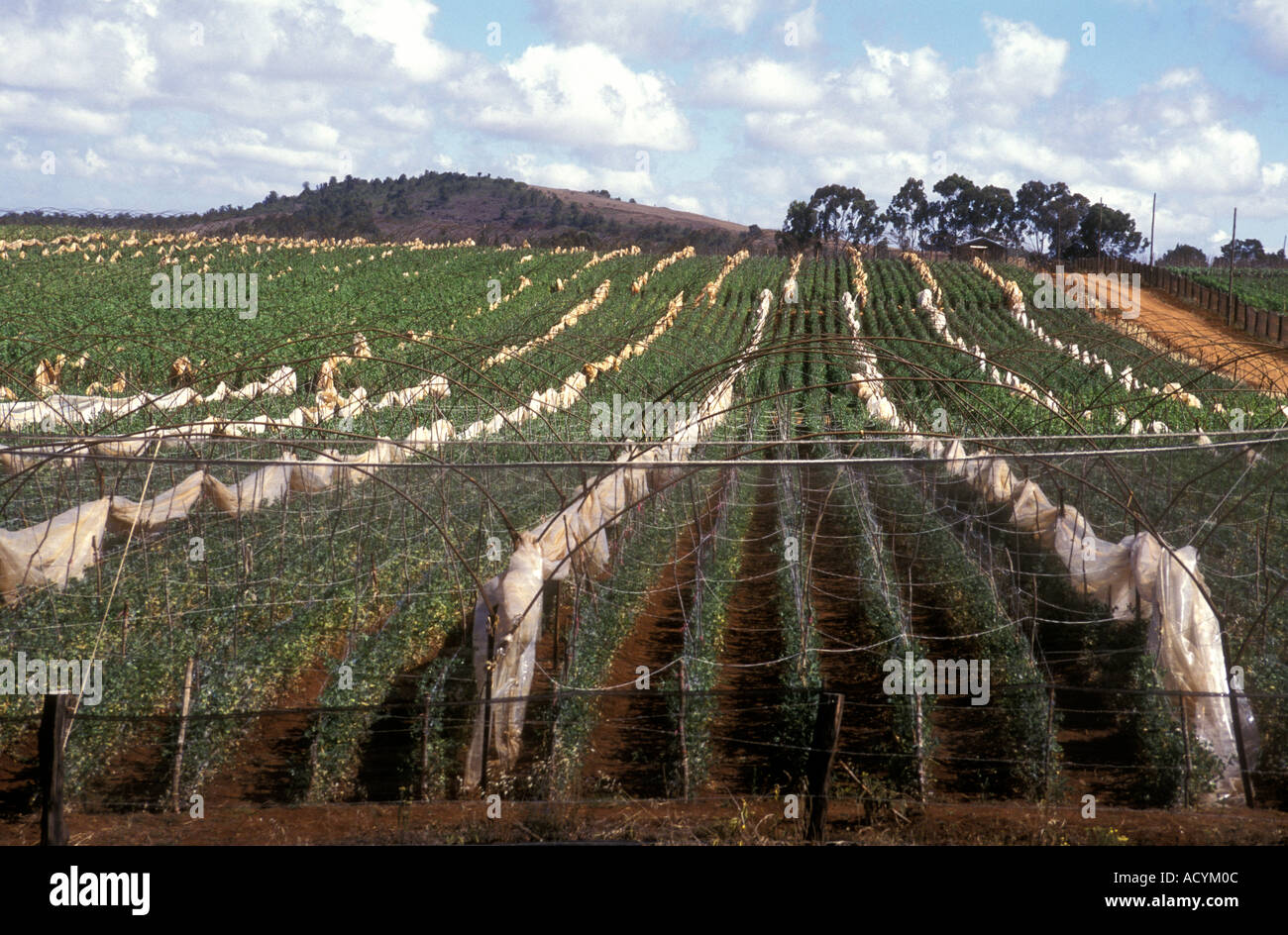 Colture vegetali su un enorme moderna fattoria in Kenya Africa orientale circa 9000 piedi fino alle pendici del Monte Kenya vicino a Timau Foto Stock