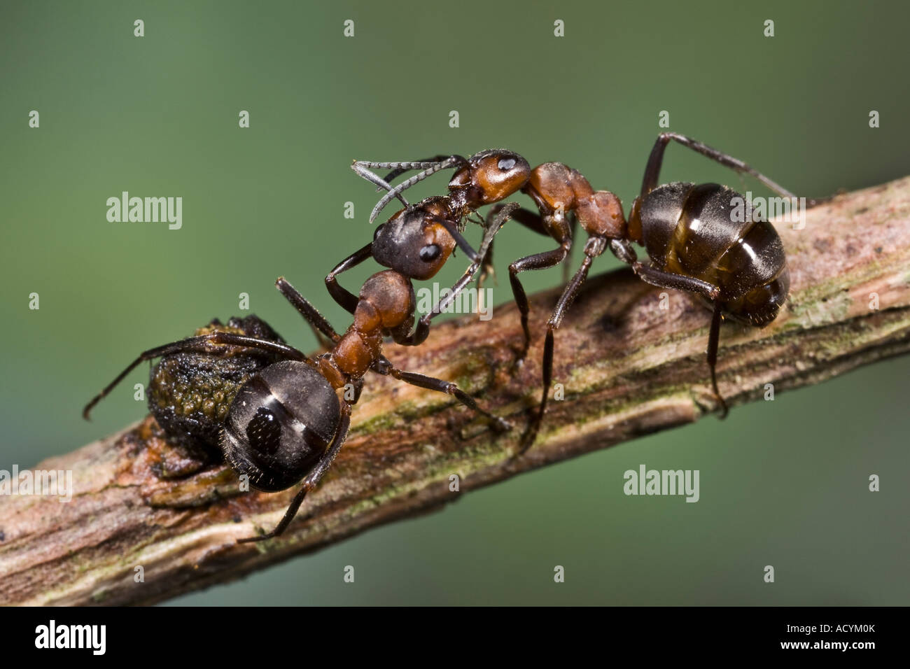 Legno formica rufa protezione alimentazione ant su ramoscello Maulden legno bedfordshire Foto Stock