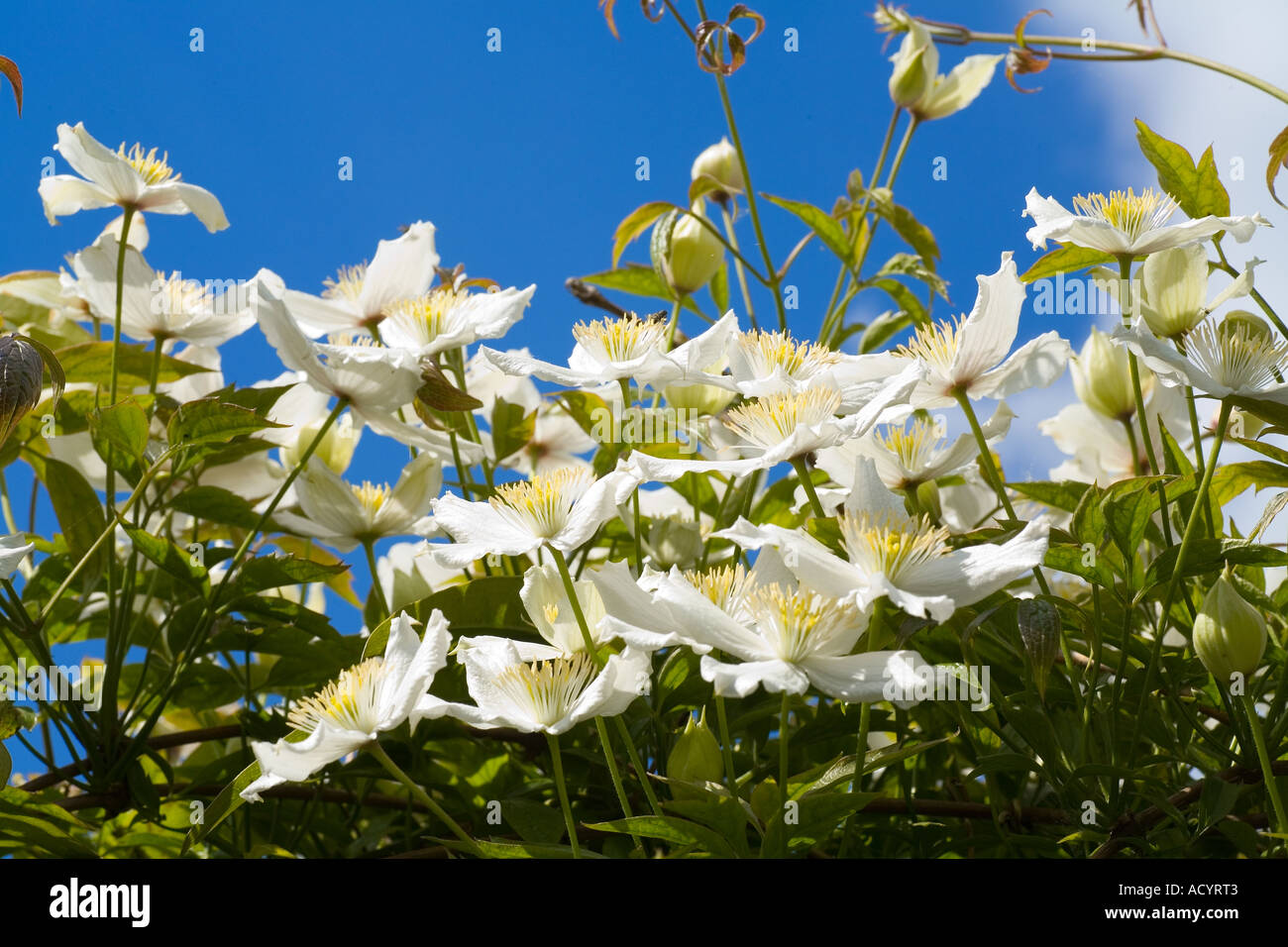 Fiori bianchi di Clematis Montana di forsitia Foto Stock
