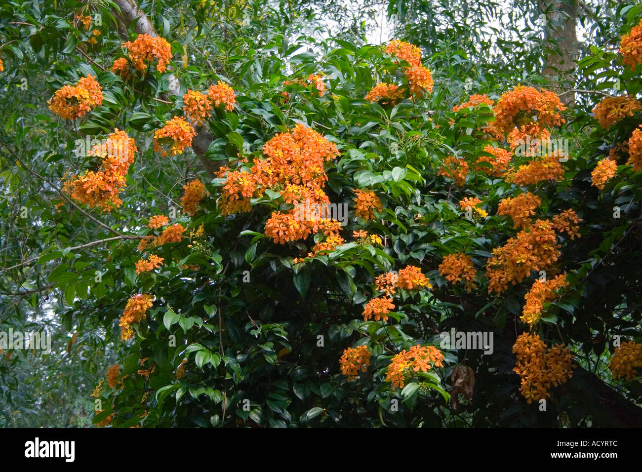 Ixora sp. arbusto a Singapore Foto Stock