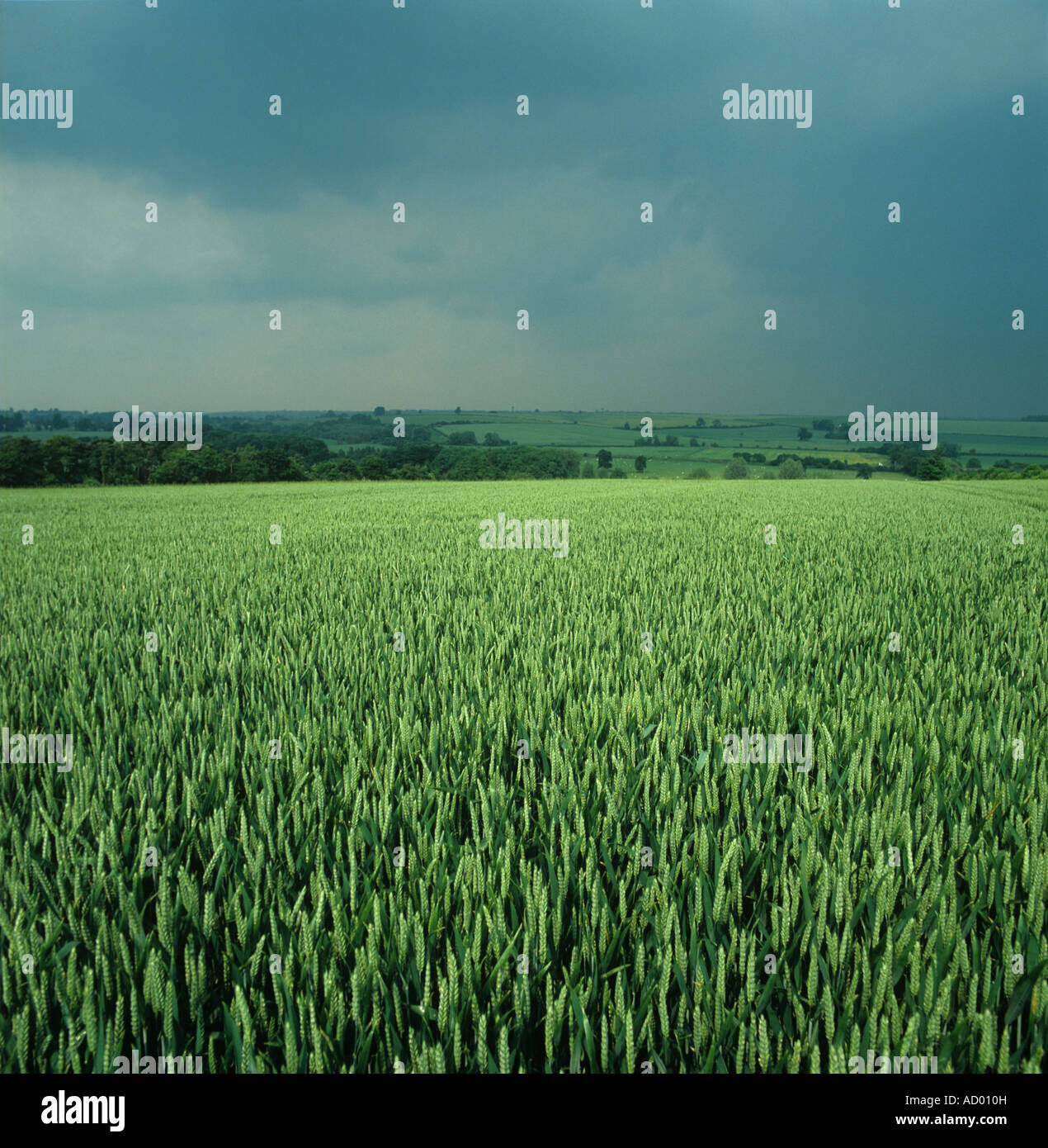 Vista della coltivazione di grano in orecchio verde con scuri minaccioso cielo tempestoso Foto Stock