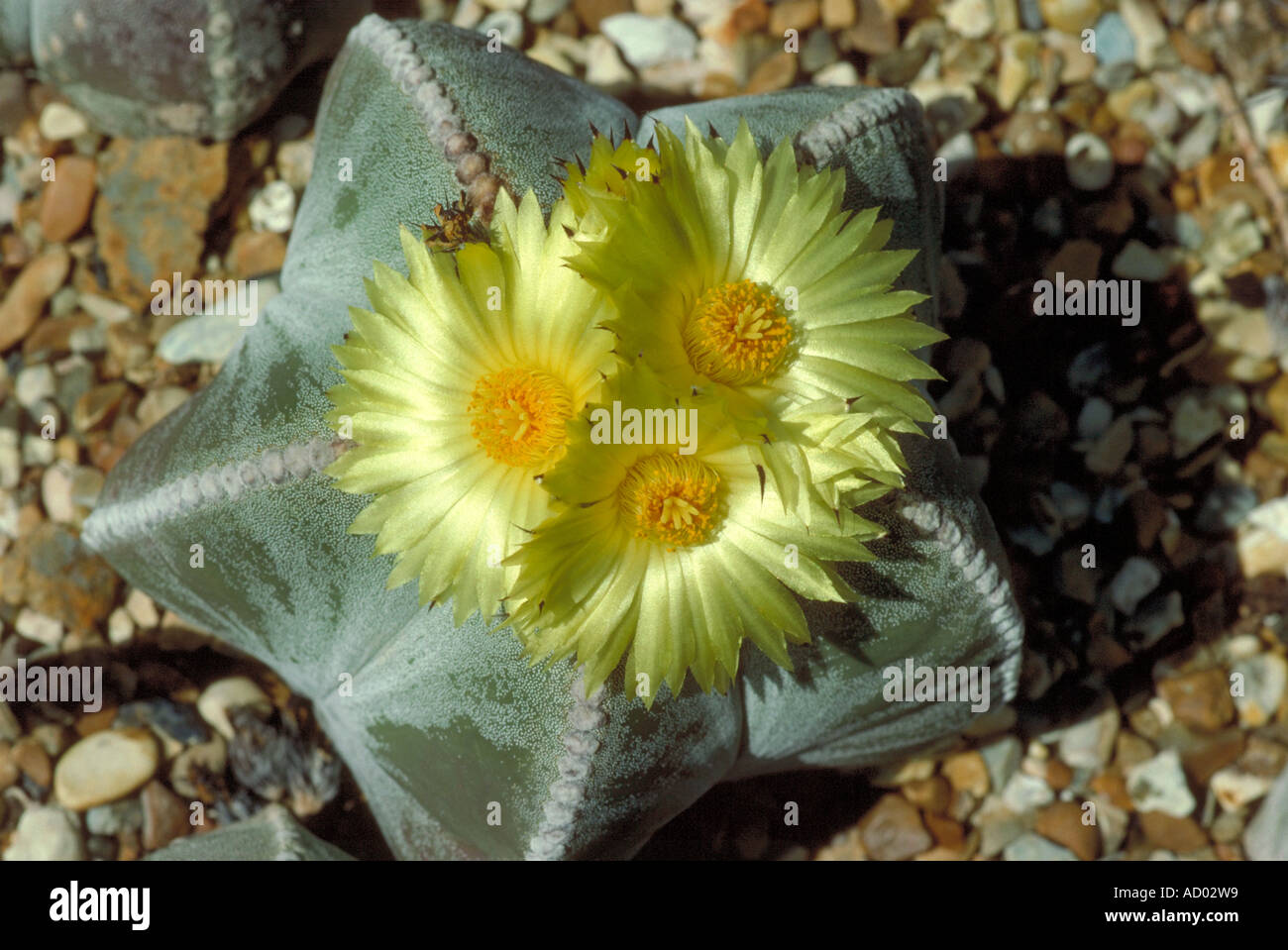 Vescovi Cap Cactus Astrophytum Myriostigma Foto Stock