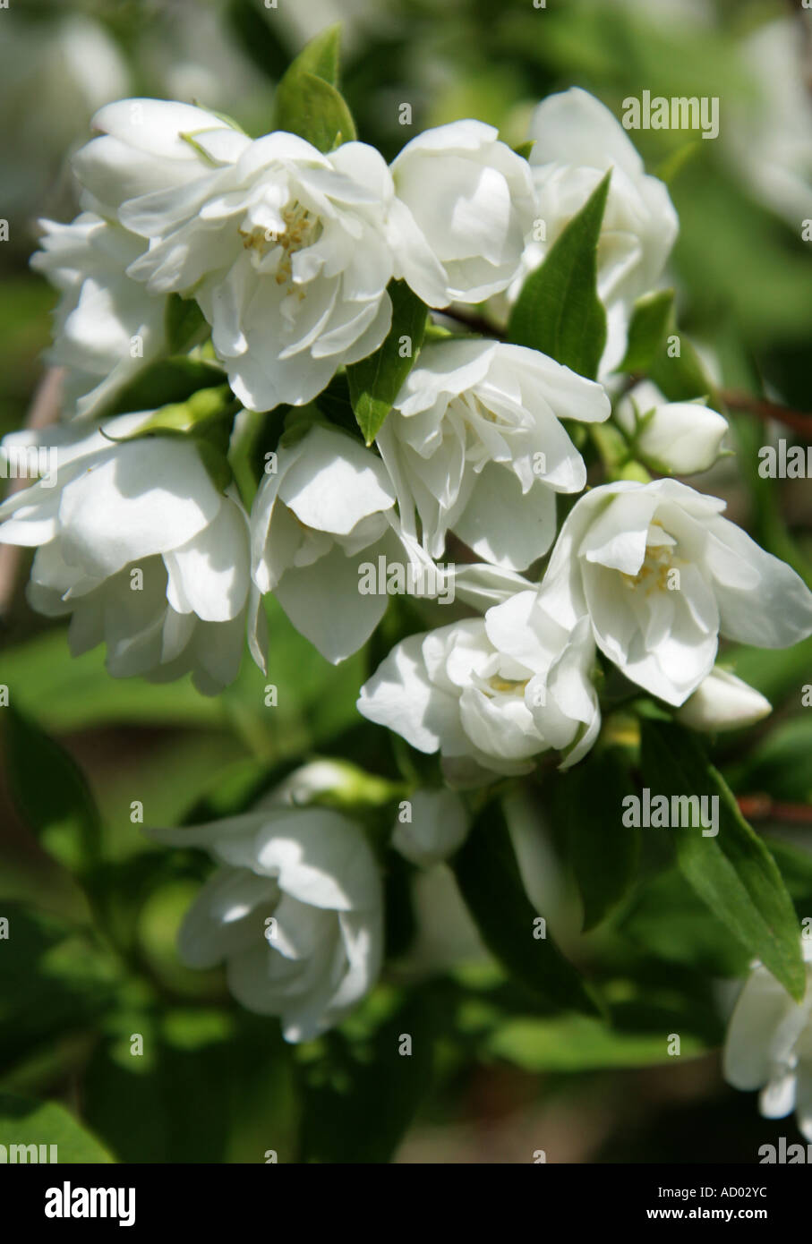 Simulazione di fiori d'Arancio, Filadelfo verginale, Hydrangeaceae Foto Stock