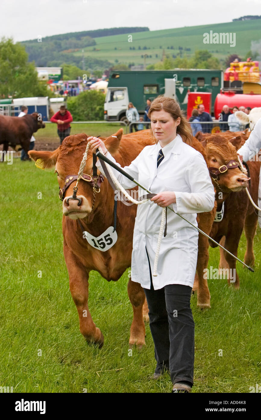 Portando un toro dal naso anello a spettacolo agricolo Foto Stock