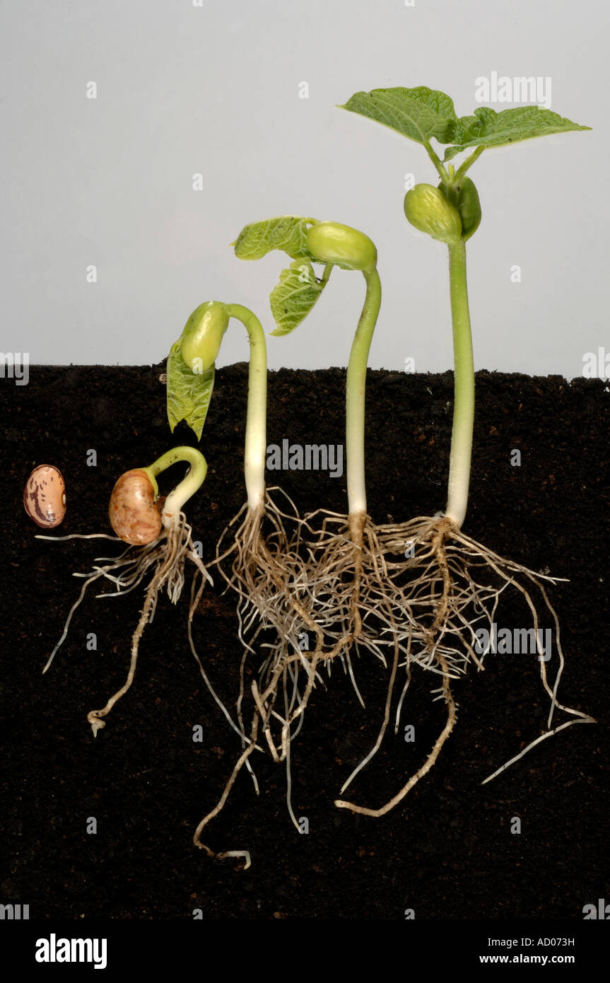 Serie che mostra la germinazione di un fagiolo verde sementi attraverso le prime foglie vere Foto Stock