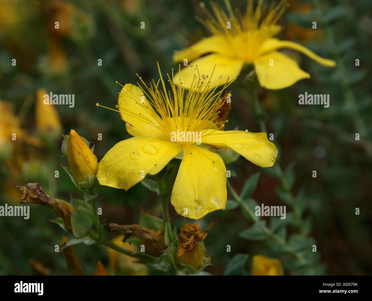 St John's Wort, Hypericum olympicum, Hypericaceae. Europa sudorientale, Asia. Foto Stock