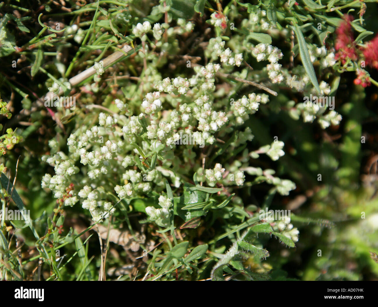 Mossy Stonecrop Crassula tillaea Sedum Piante succulente | Dicotiledoni Foto Stock