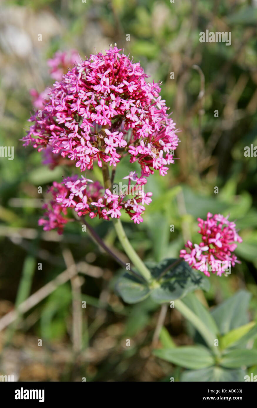 Red Valeriana Centranthus ruber Valerianaceae Foto Stock