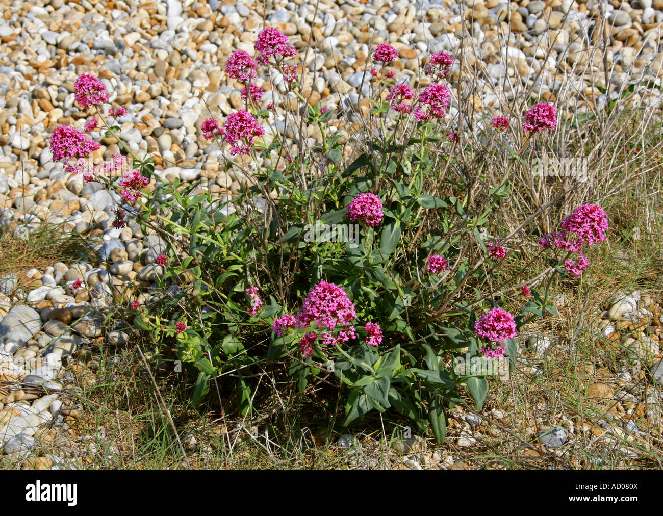 Red Valeriana Centranthus ruber Valerianaceae Foto Stock