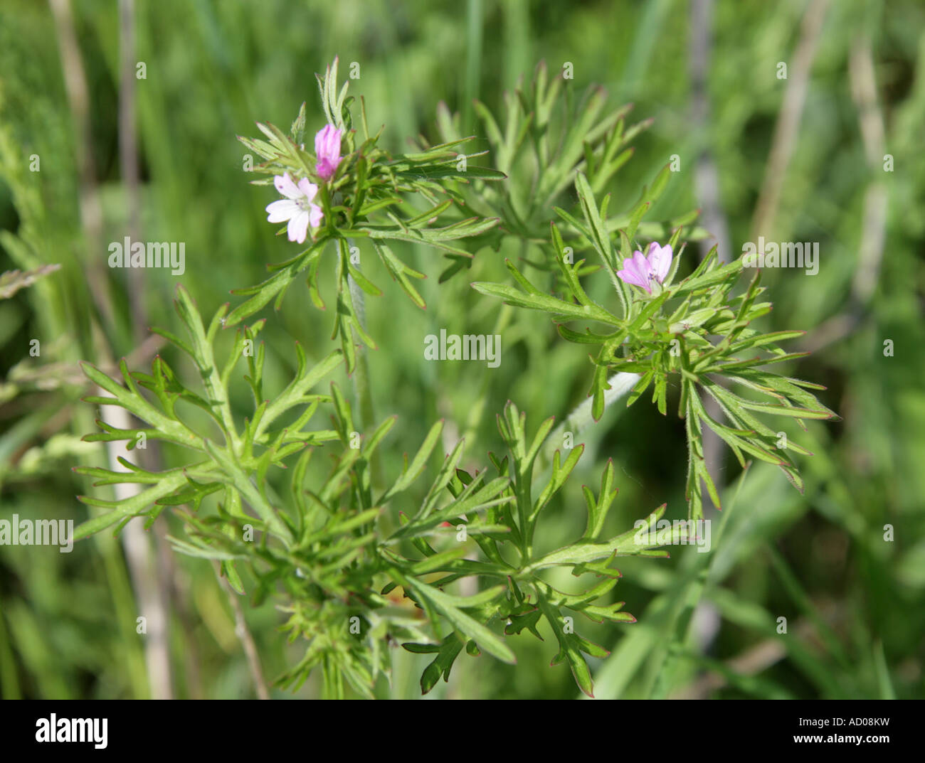 Tagliare lasciava Cranesbill Geranium dissectum Geraniaceae Foto Stock