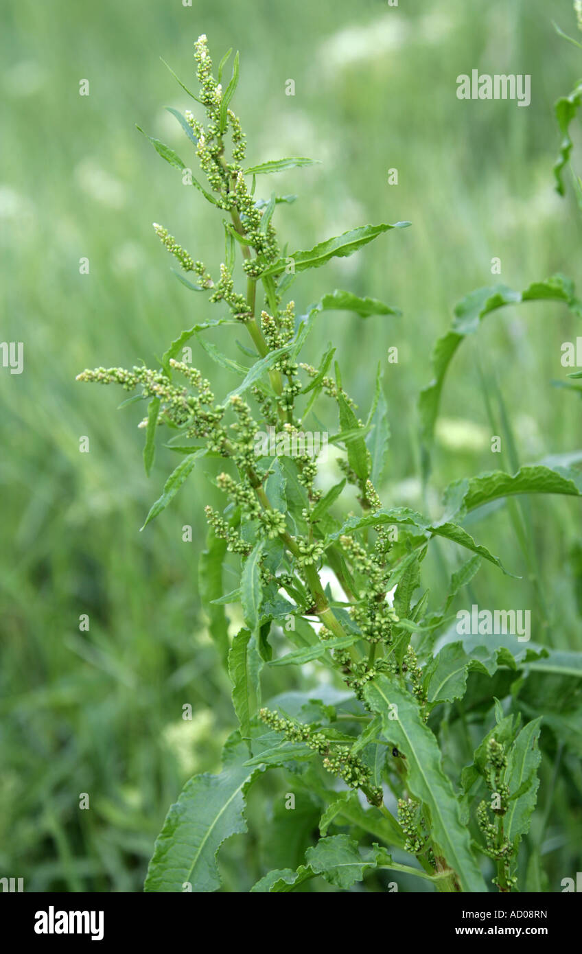 Ampia lasciava Dock Rumex obtusifolius poligonacee Foto Stock