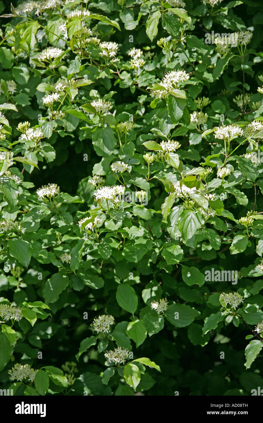 Corniolo Cornus sanguinea Foto Stock