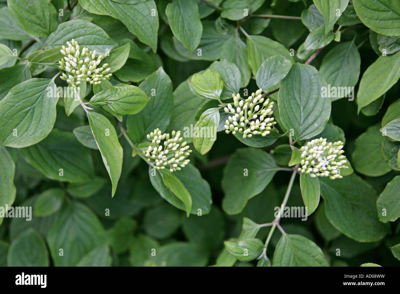 Corniolo Cornus sanguinea Foto Stock