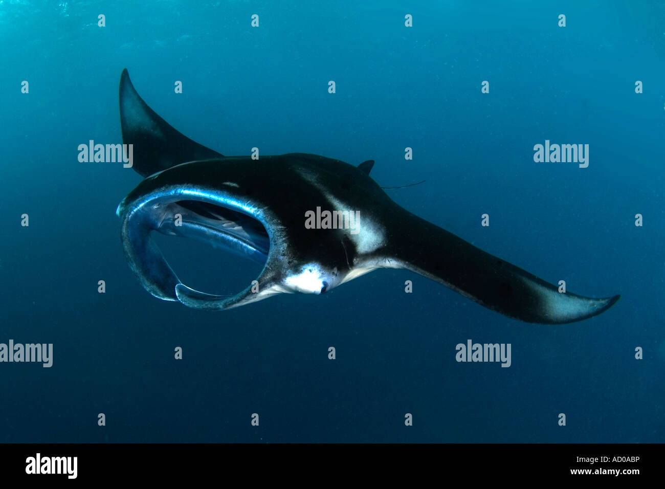 Manta ray, subacquea, Revillagigedo, Socorro Islands, oceano mare, scuba diving, vita marina, enorme, vita marina, SEA LIFE Foto Stock