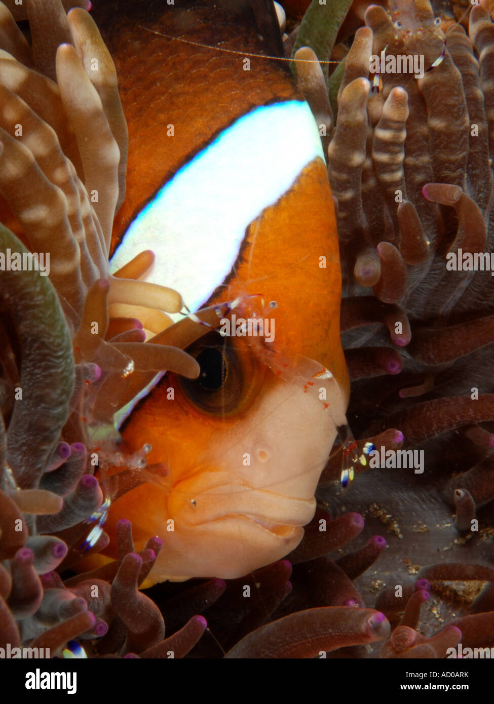 Pesce pagliaccio, pesce di anemone, anemone, subacquea, Indonesia, Lembeh strait, scuba diving, oceano mare, simbiosi, colorato Foto Stock