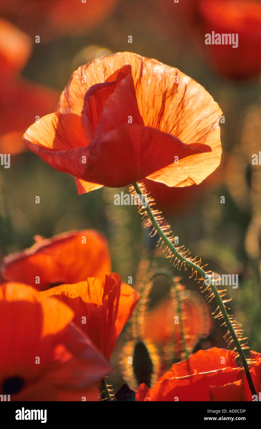 Il mais di papavero , campo Fiandre papavero rosso papavero Semi di papavero , Papaver rhoeas Foto Stock