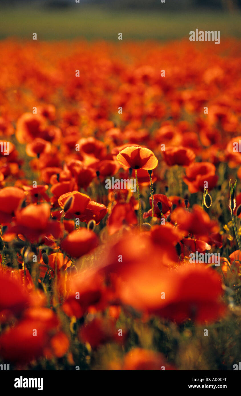Il mais di papavero , campo Fiandre papavero rosso papavero Semi di papavero , Papaver rhoeas Foto Stock