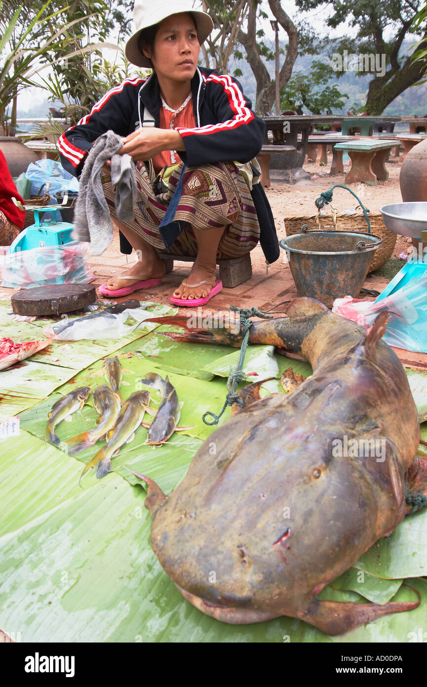 Donna vendita Mekong Giant Catfish al mercato Foto Stock