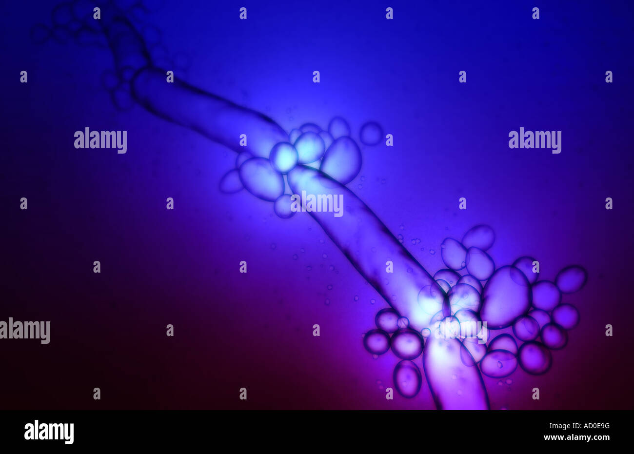Candida albicans Foto Stock Candida albicans Foto Stock