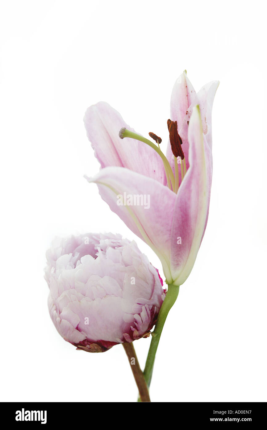 Occhio cattura forte ritratto verticale rosa Lilly e rosa Peony fiore dettaglio con sfondo bianco pulito popolare nelle composizioni di fiori di nozze Foto Stock