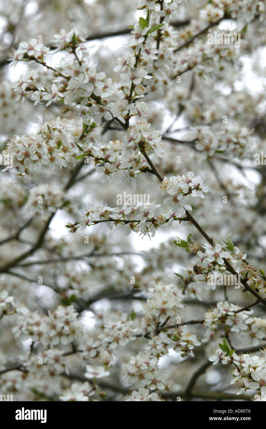 Massa di fiori bianchi nel bosco in ambiente di bosco Foto Stock