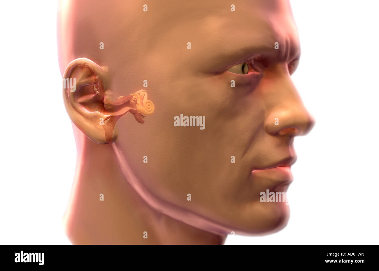 Anatomia dell'orecchio Foto Stock
