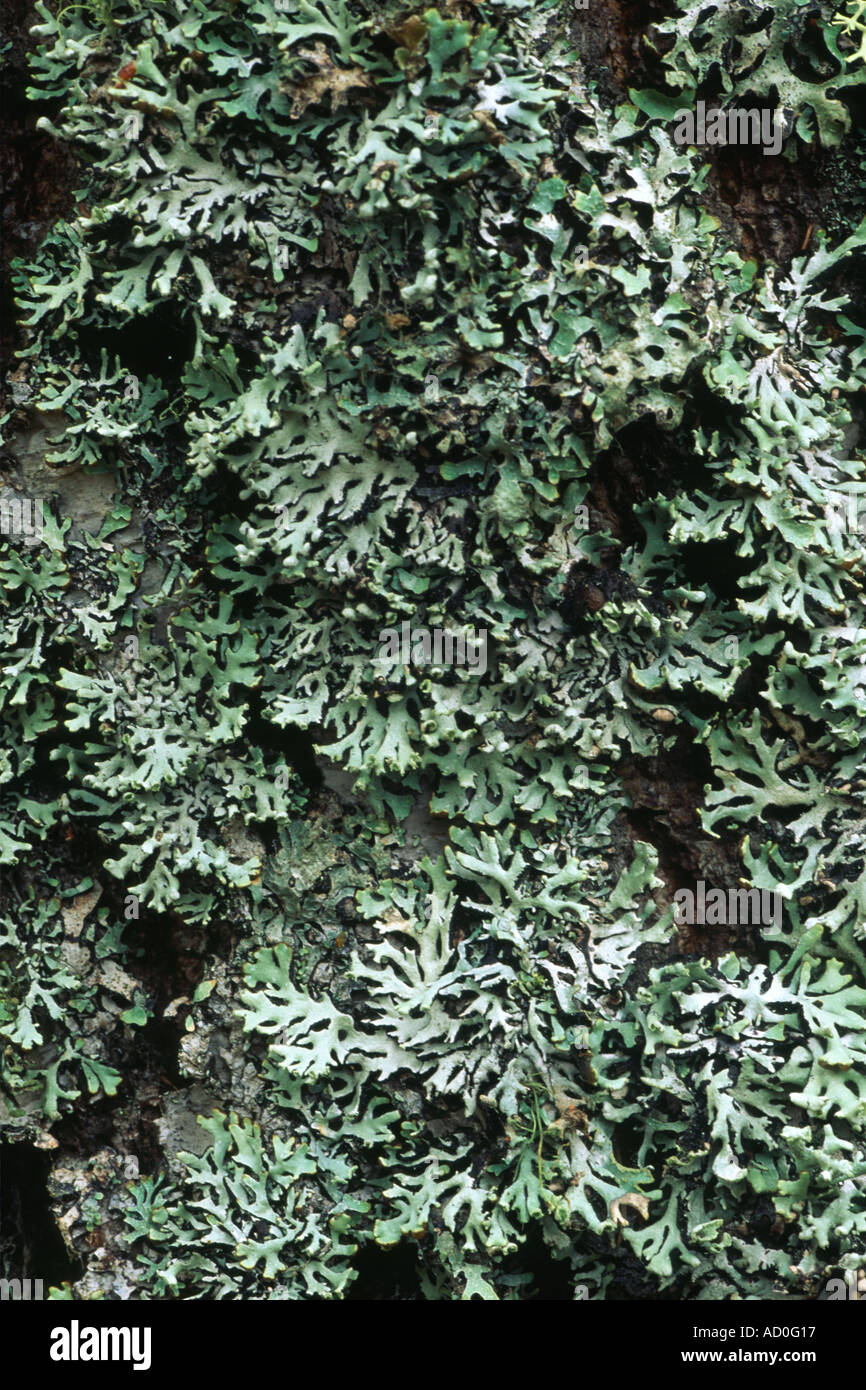 Il muschio di quercia lichen Evernia Prunastri su argento betulla Betula pendula Foto Stock