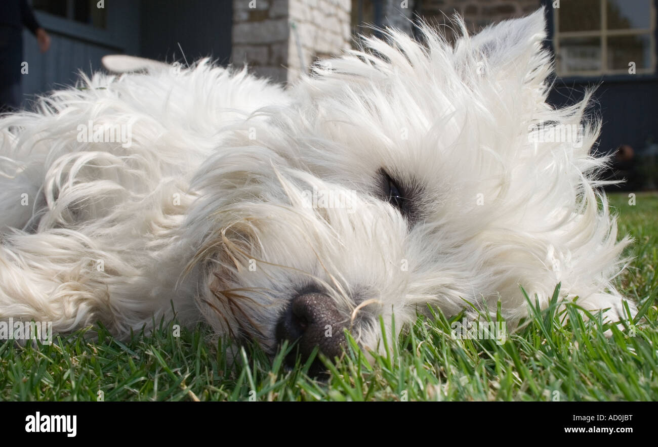 Cane, (West-highland Terrier, Westie) dormire. Foto Stock