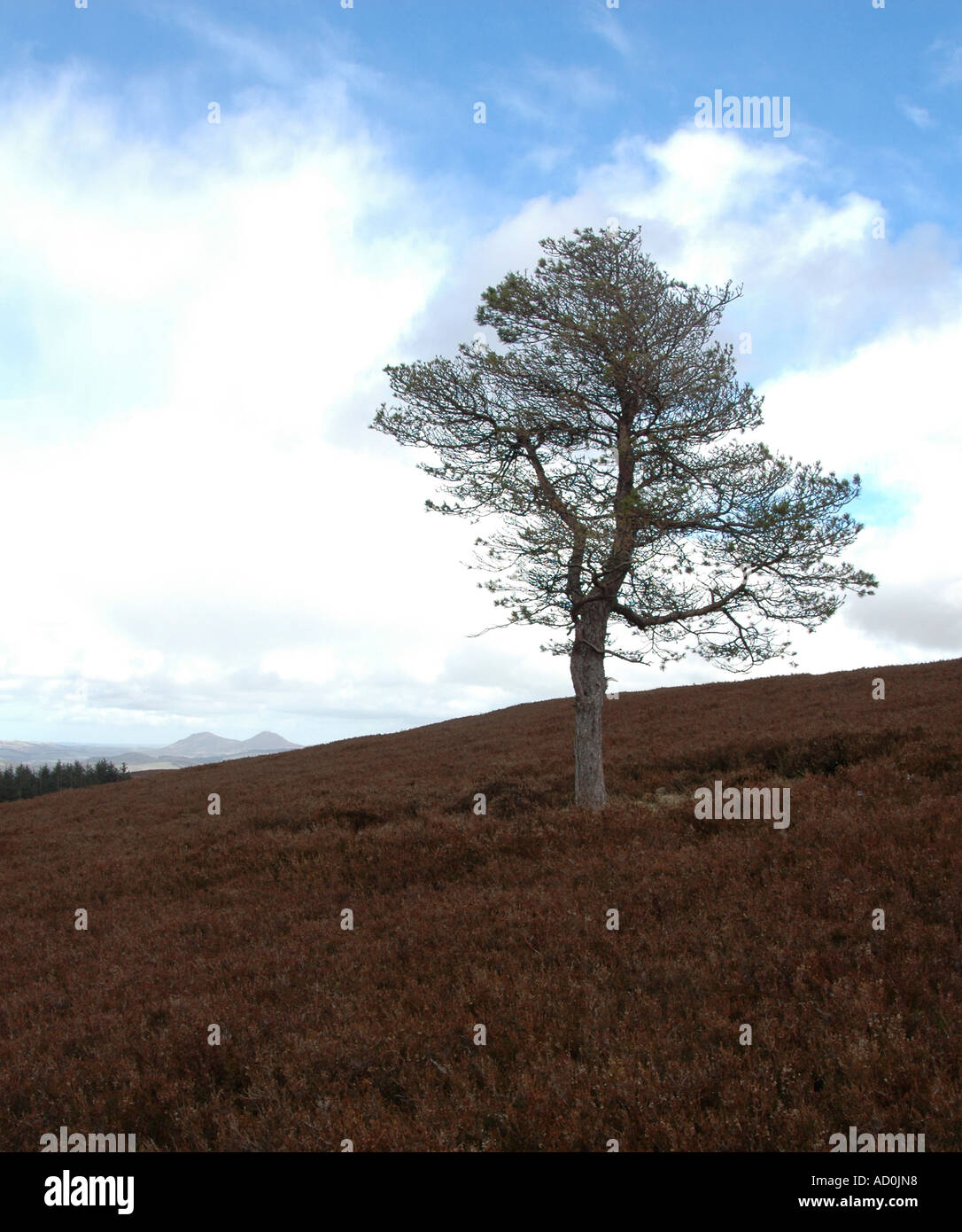 Gli scozzesi Pino Pinus sylvestris su heather moor land hill Foto Stock
