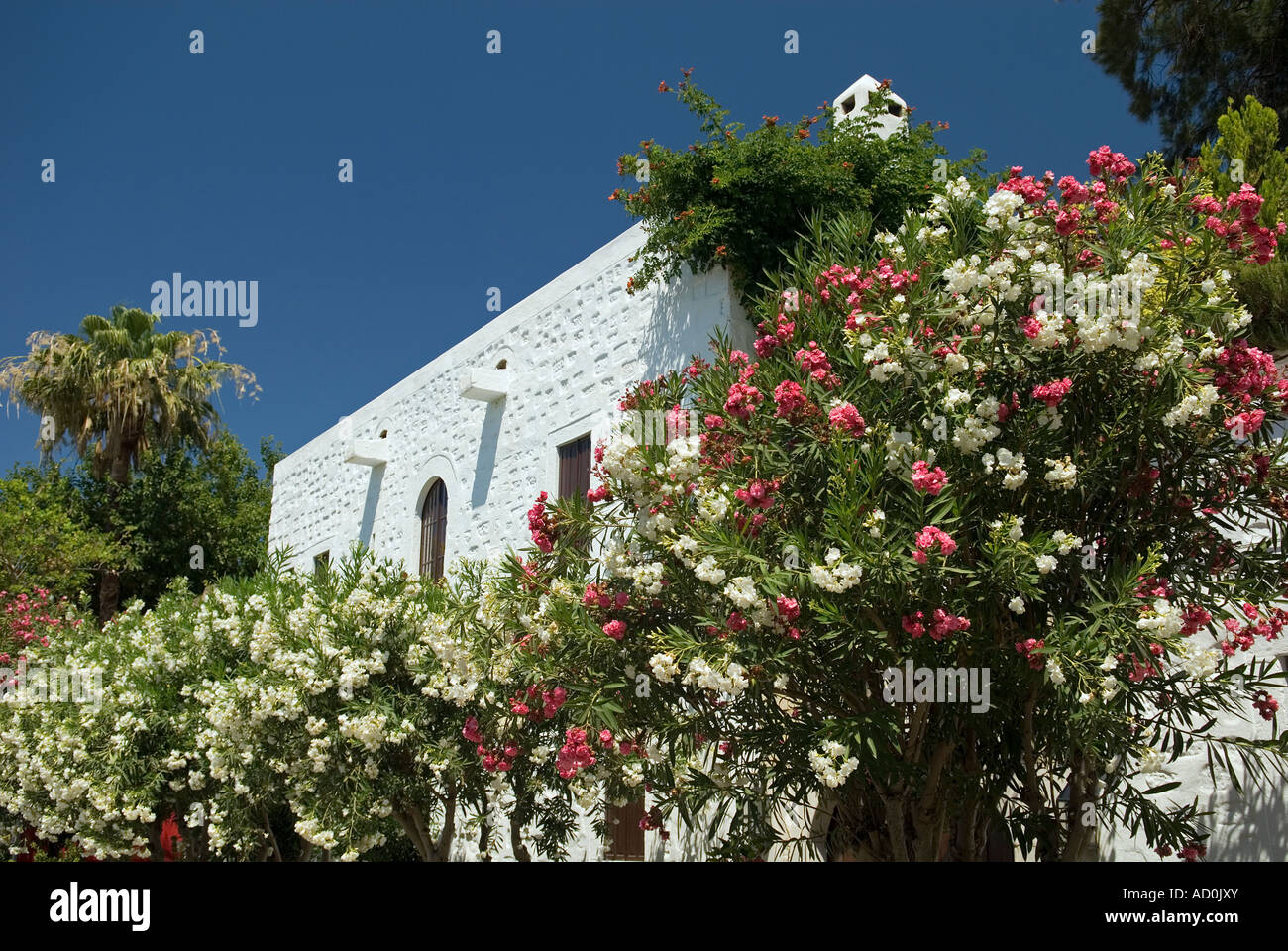 Tradizionale casa di Bodrum e oleandro fiori, Bodrum Turchia. Foto Stock