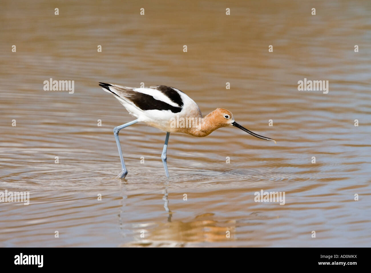 American Avocetta Recurvirostra americana Phoenix in Arizona, Stati Uniti 21 febbraio Scolopacidae Foto Stock