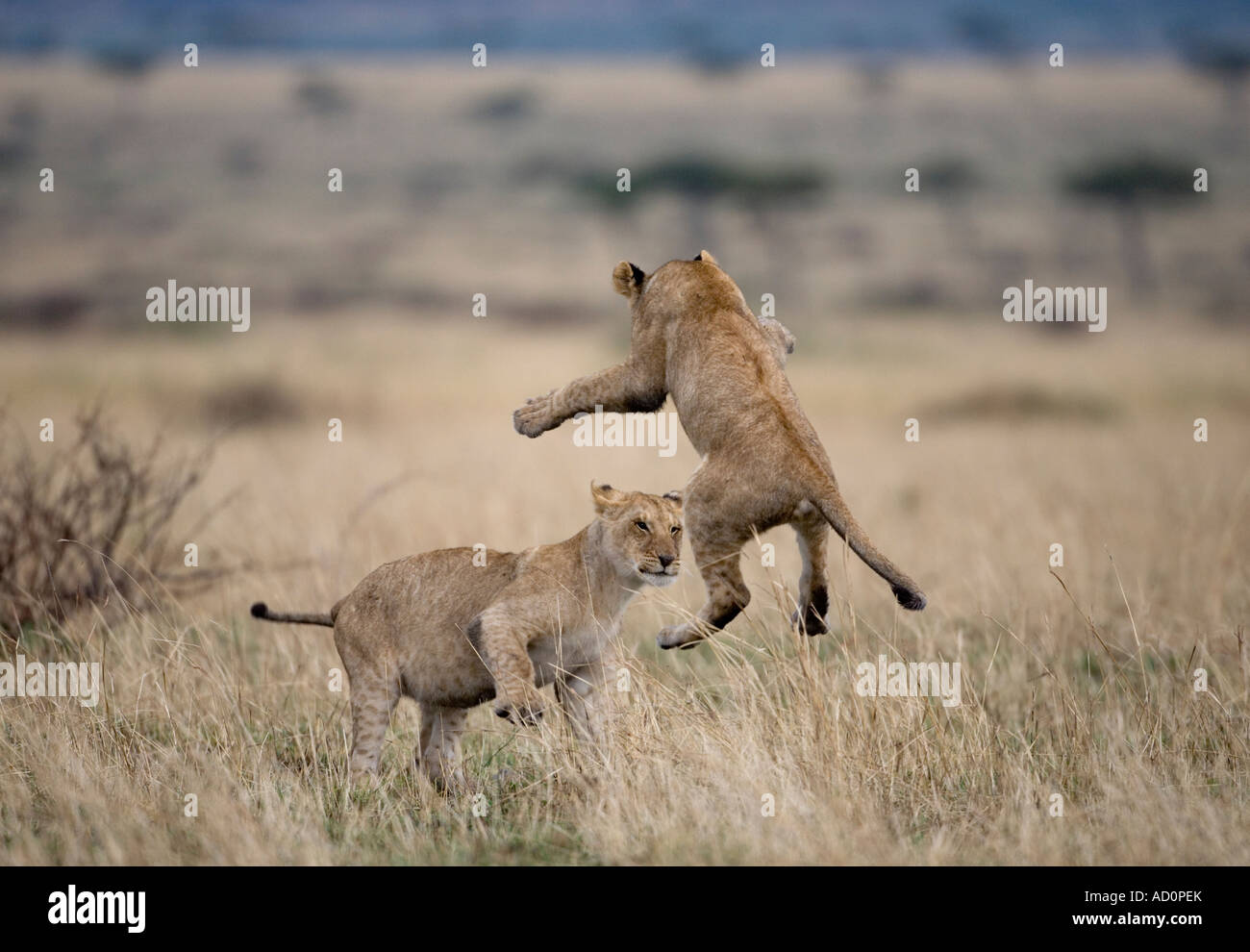 Africa Kenia Masai Mara Game Reserve giovani Lion Panthera leo salti ...