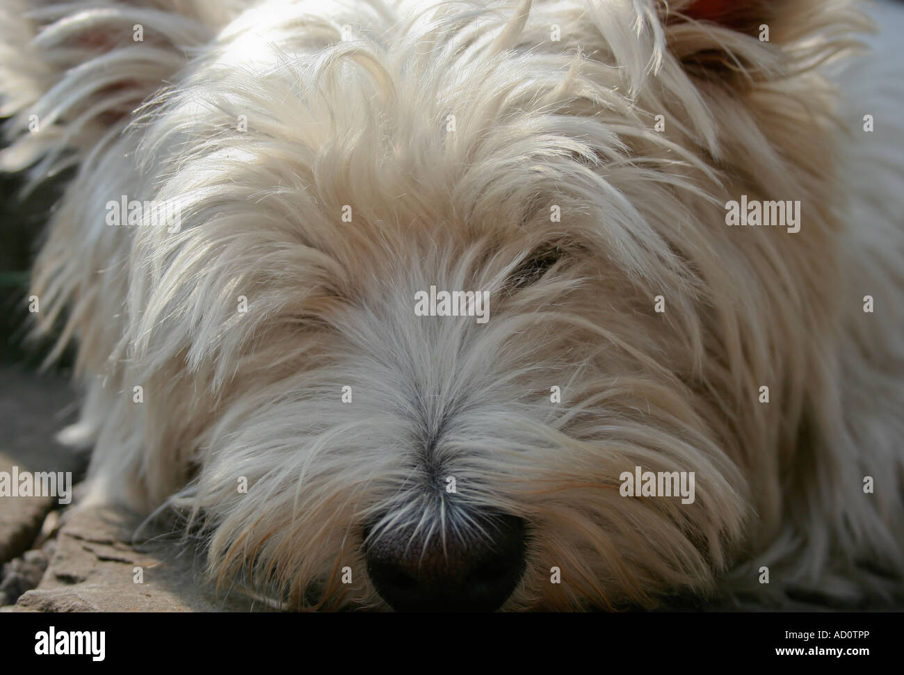 Cane (West-highland Terrier) dormire. Foto Stock