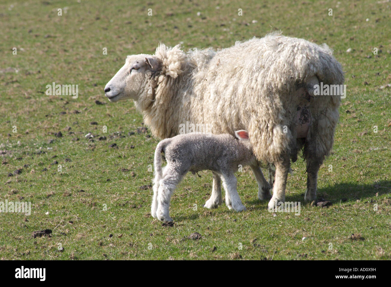 Pecora e agnello in pascolo off Bourne Park Road, Bishopsbourne, Kent Foto Stock