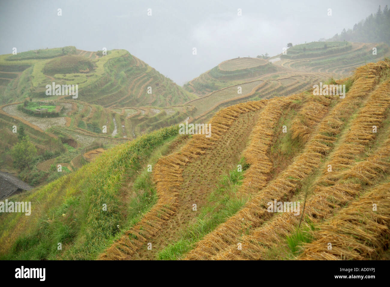 Terrazze di riso di Pingan Foto Stock