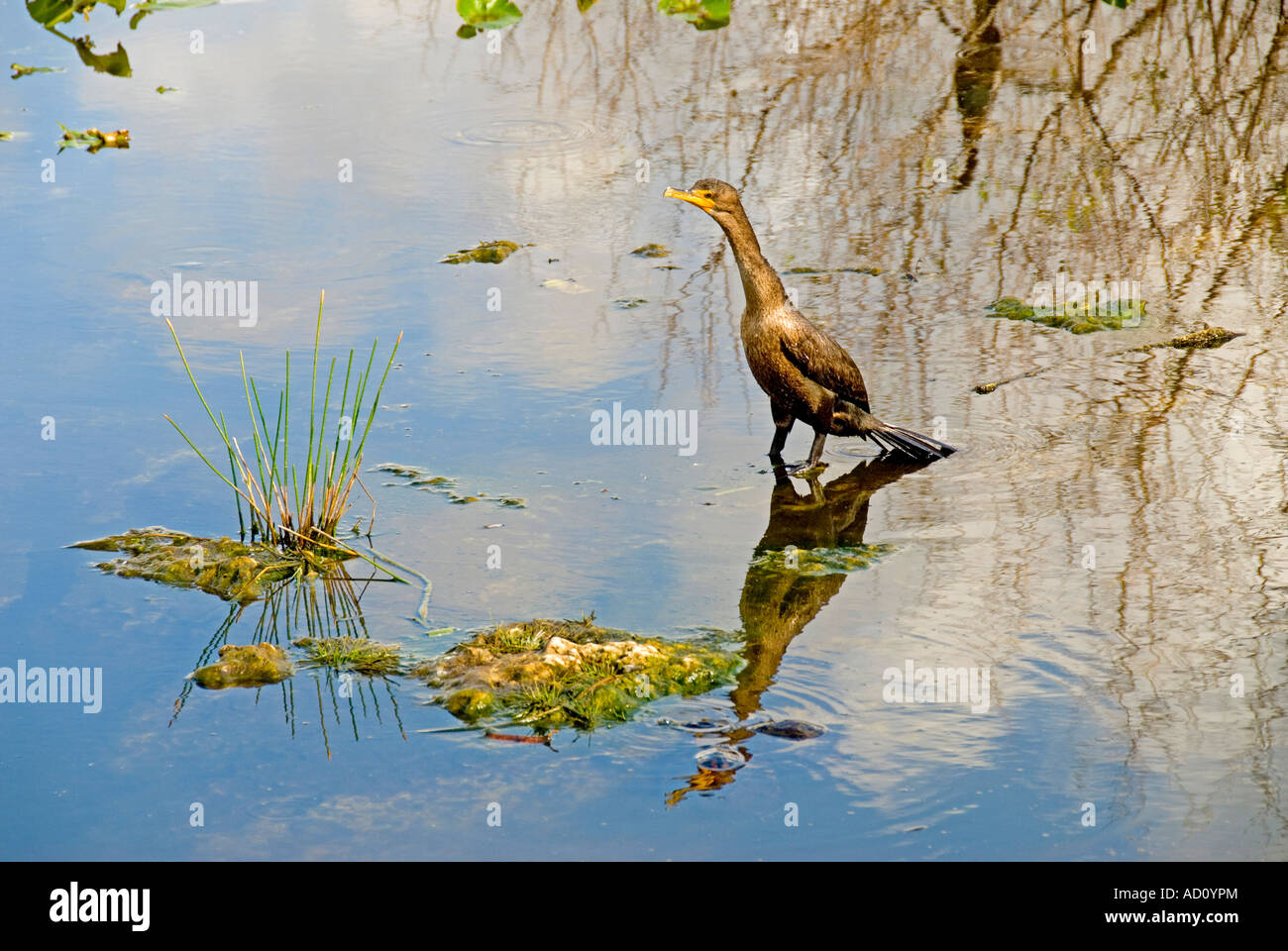 Bird doppia di cormorani crestato fl Florida Everglades National Park Foto Stock