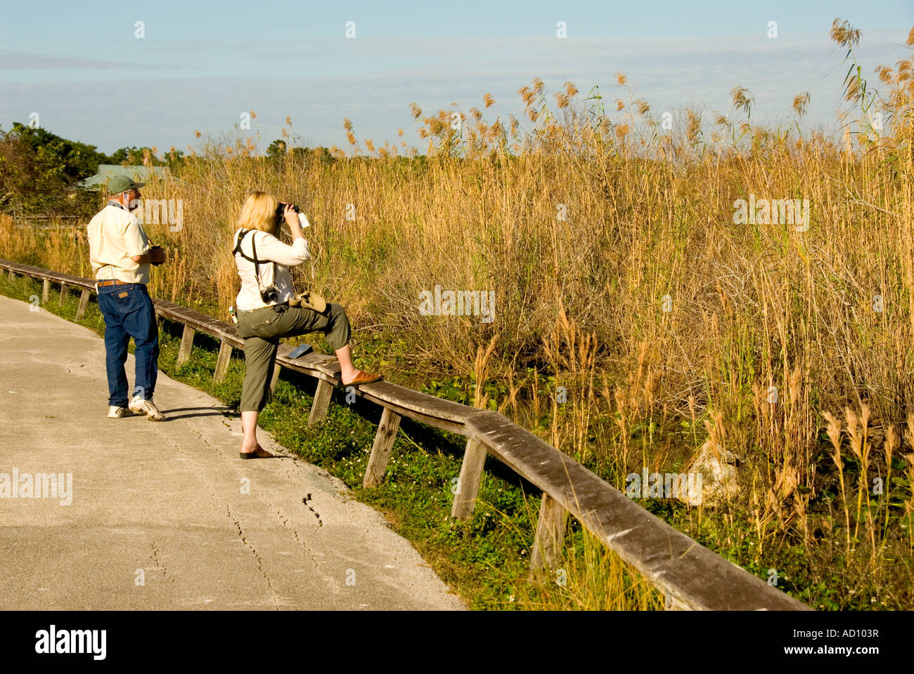 Everglades National Park Florida giovane Anhinga Trail turisti fauna ecoturismo ecotravel "fiume d'erba" Foto Stock