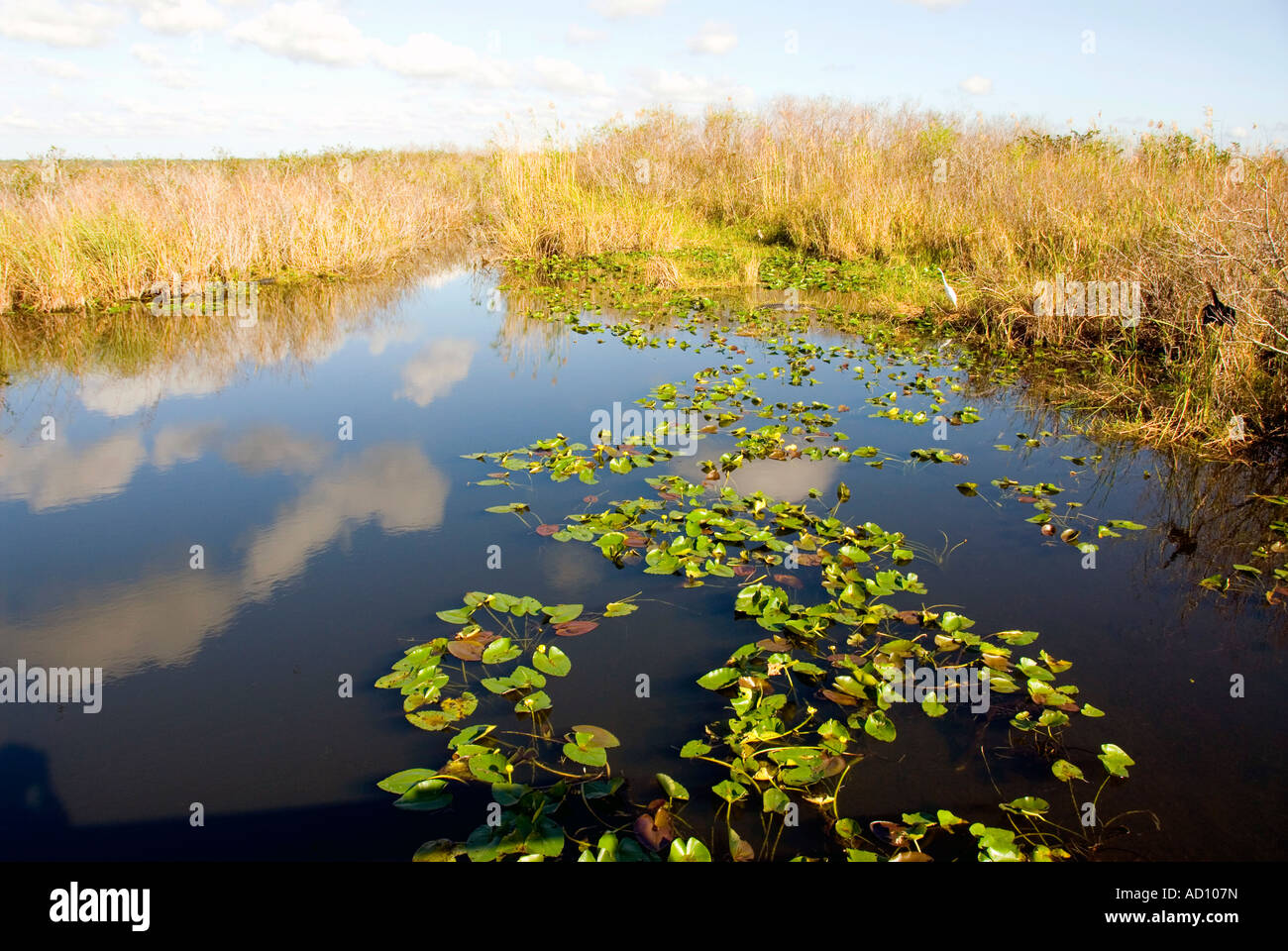Parco nazionale delle Everglades della Florida piazzole di lily pond sawgrass deserto 'sea di erba' nessuno spazio copia il testo space open space Foto Stock