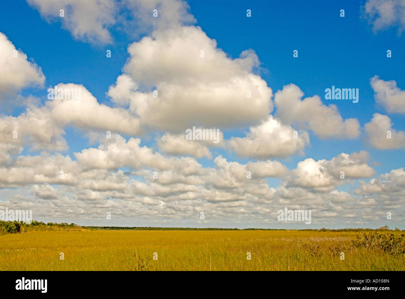 Everglades National Park Florida iconico 'Fiume di erba' sawgrass paesaggio deserto scenic panoramic puffy nuvole blu cielo Foto Stock