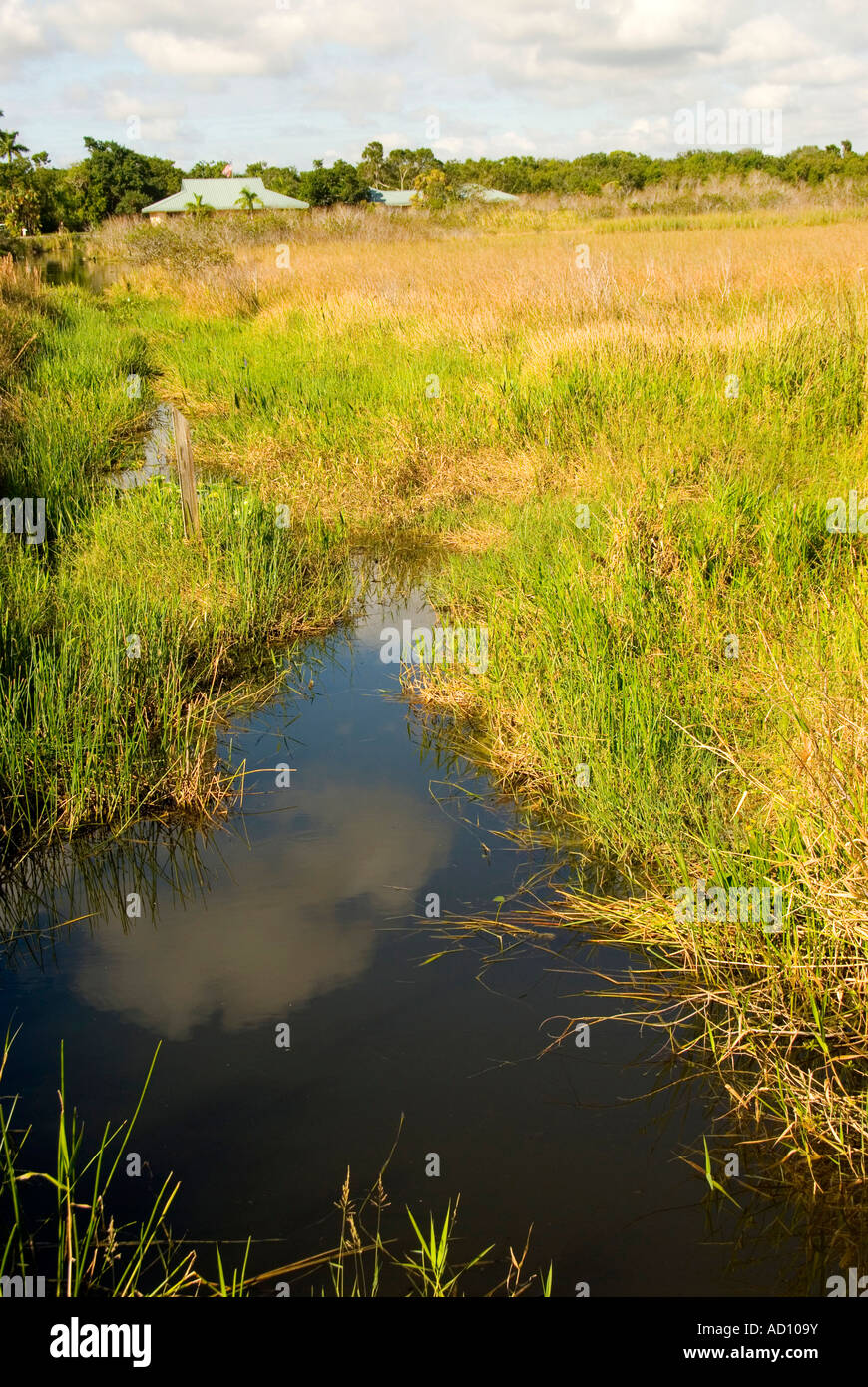 Anhinga Trail Everglades National Park Florida slough open water Royal Palm amaca Foto Stock