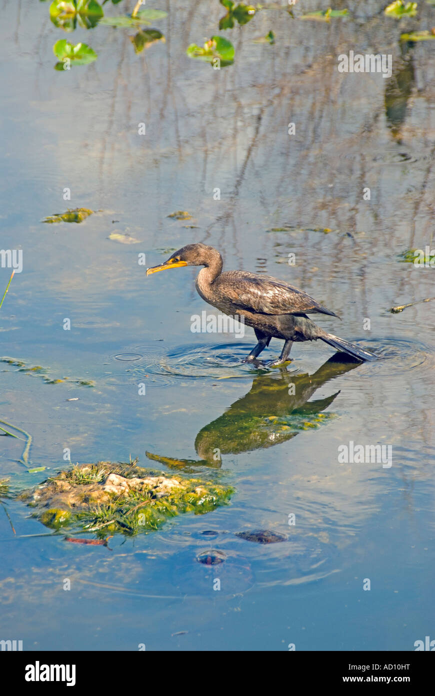 Bird doppia di cormorani crestato Florida Everglades National Park natura fauna selvatica naturale birdwatching Foto Stock