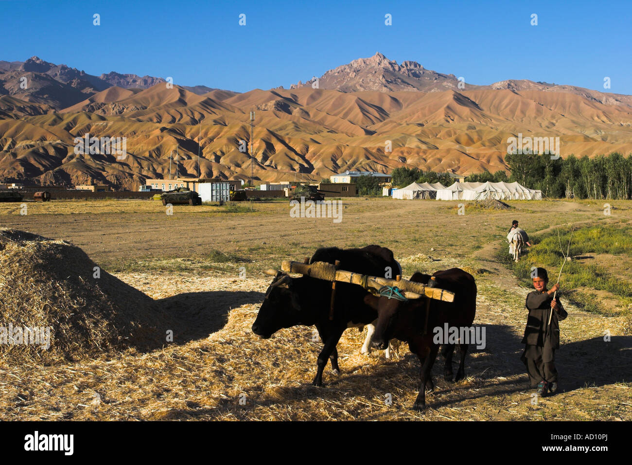 Afghanistan, provincia di Bamiyan, Bamiyan, ragazzo di trebbiatura con buoi Foto Stock
