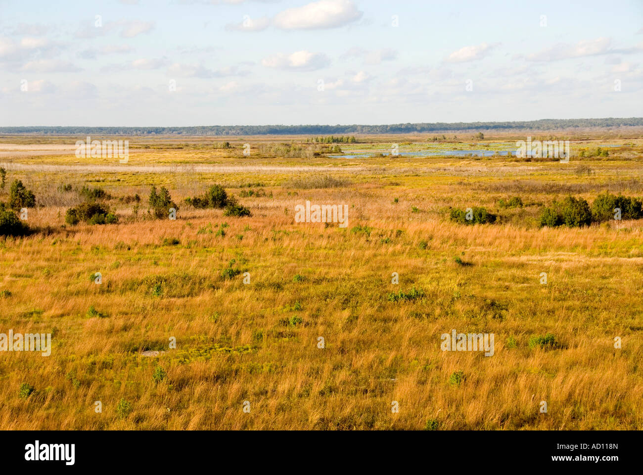 Florida Paynes Prairie preservare Florida aperto grande prairie Alachua Savannah US National monumento naturale USA Foto Stock
