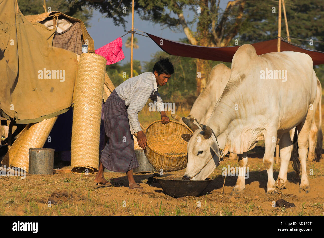 Myanmar, Bagan, Old Bagan, Ananda Pahto (Tempio) Ananda festival, pellegrini Foto Stock