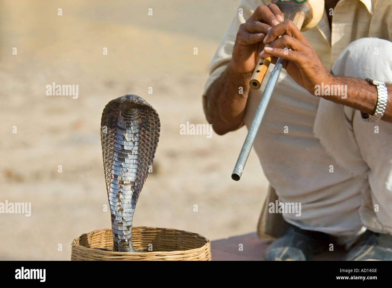 Chiudere orizzontale di un serpente incantatore di eseguire con il suo cappuccio Indian Spectacled cobra 'Naja Naja". Foto Stock
