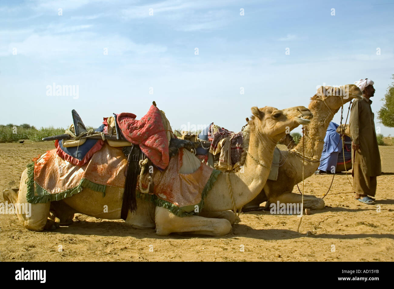 Vista orizzontale di un gruppo di cammelli pazientemente seduto nel deserto di Thar paesaggio Foto Stock