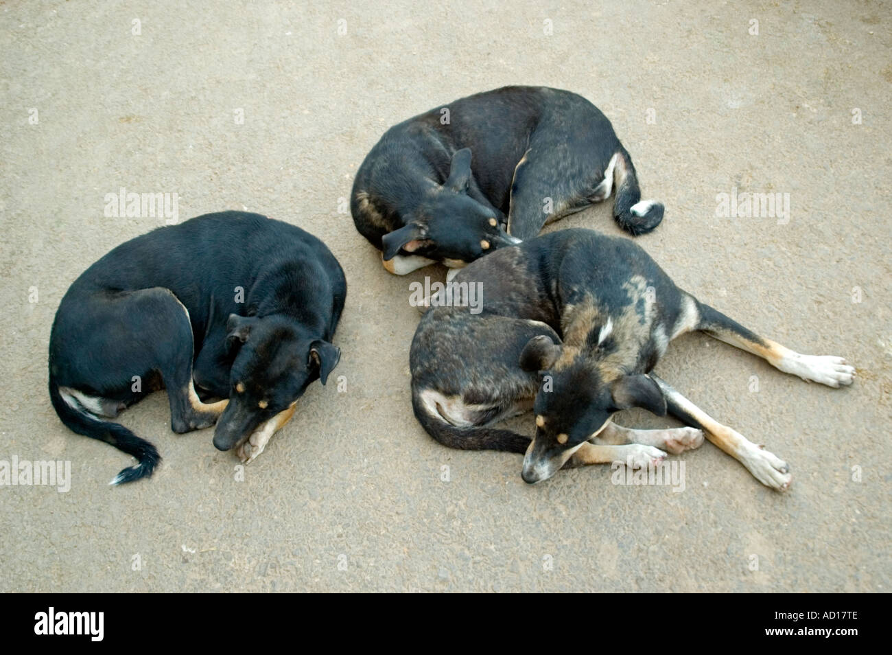 Chiudere orizzontale di tre cani randagi raggomitolati insieme dormono per strada in India. Foto Stock