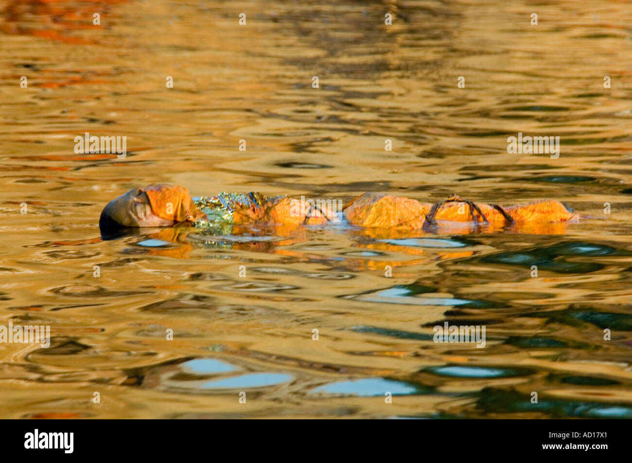 Vista orizzontale di un'arancia avvolta corpse galleggiando giù il fiume Gange. Foto Stock