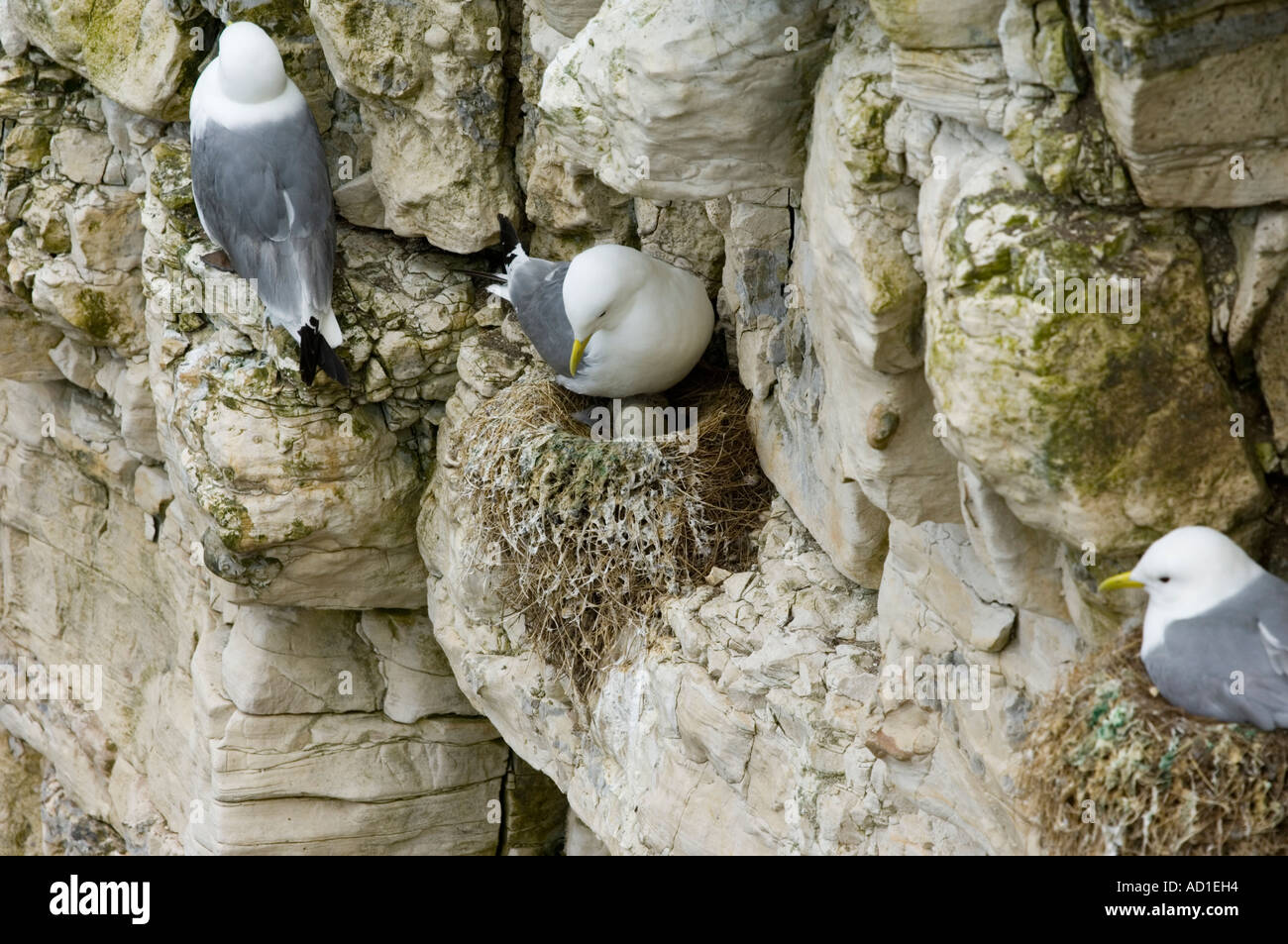 Kittiwake (Rissa tridactyla) girando le uova nel nido con un uovo che mostra il pulcino chipping attraverso di esso. Foto Stock